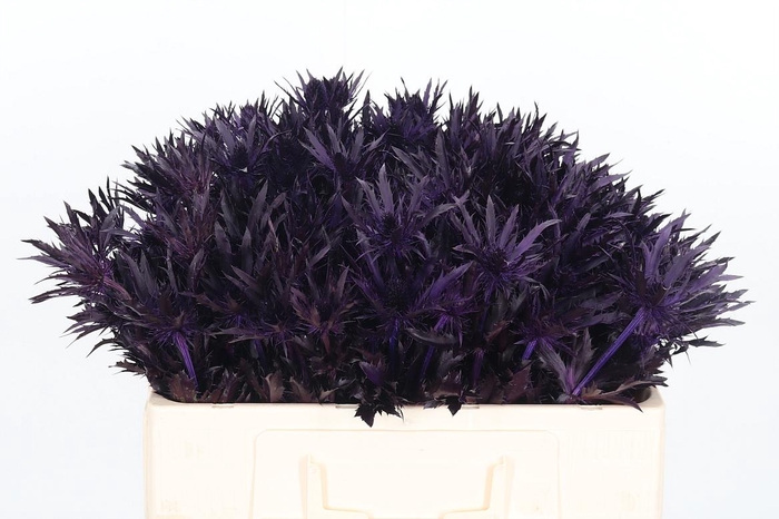 <h4>Eryn Orion Kl Bh Aubergine</h4>