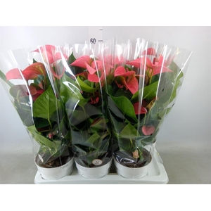 Anthurium andr. 'Pink Champion'