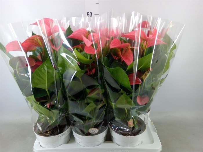 <h4>Anthurium andr. 'Pink Champion'</h4>