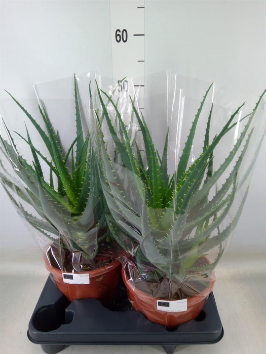 <h4>Aloe arborescens</h4>