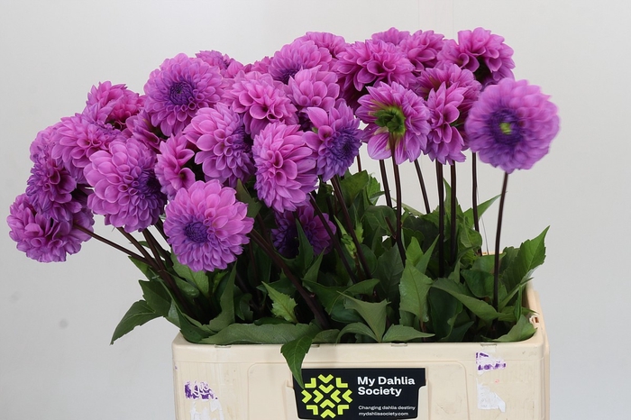 <h4>Dahlia Robann Regal</h4>