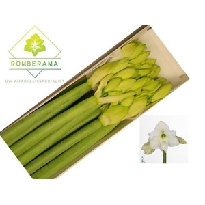 Hippeastrum Mont Blanc