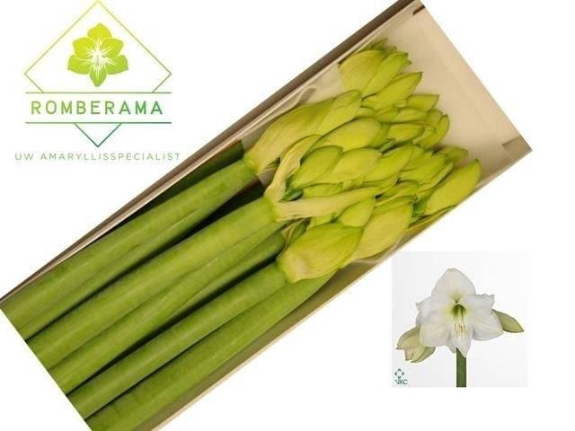 Hippeastrum Mont Blanc