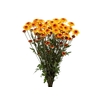 CRISANTEMO SANTINI ABBEY YELLOW 080 CM
