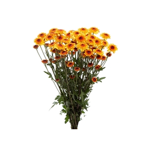 CRISANTEMO SANTINI ABBEY YELLOW 080 CM