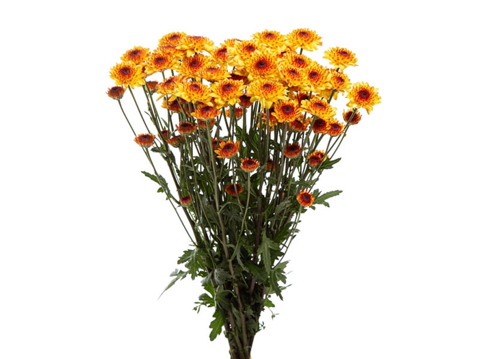 CRISANTEMO SANTINI ABBEY YELLOW 080 CM