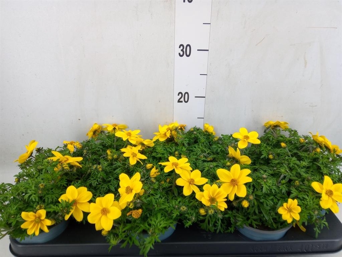 <h4>Bidens   ...</h4>