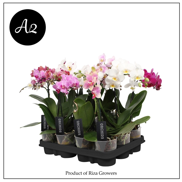 <h4>Phal. A2 Multi Mix - 1 spike 9cm</h4>