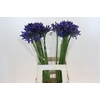 Agapanthus Blue Heaven