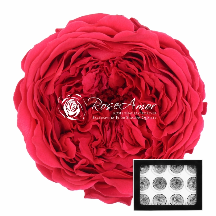 <h4>Amelia Pin03</h4>