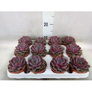 Echeveria   ...