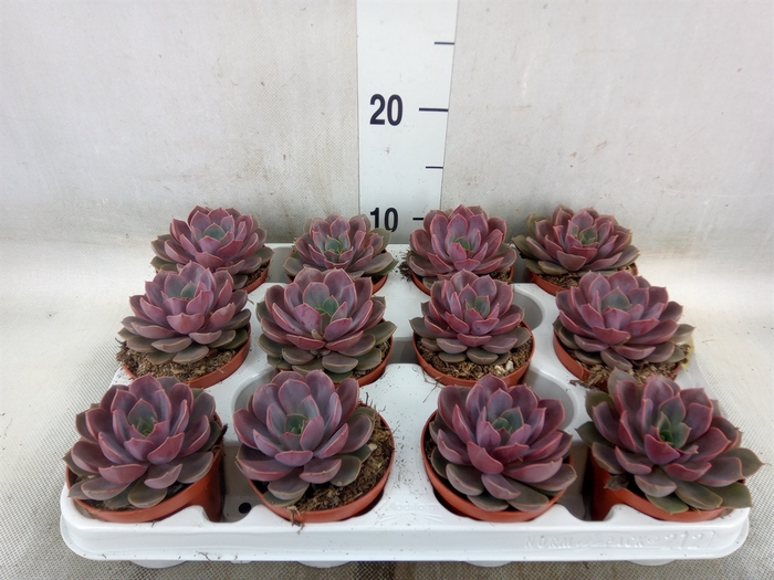 <h4>Echeveria   ...</h4>