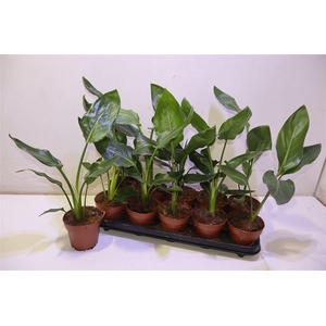 arr8 Strelitzia Reginae