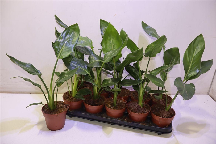 <h4>arr8 Strelitzia Reginae</h4>