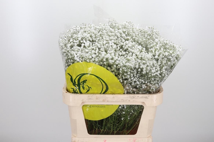 <h4>Gyps Pa Xlence</h4>