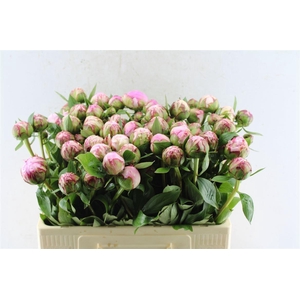 Paeonia Sarah Bernhard Pink