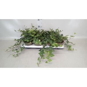 Hedera hibernica