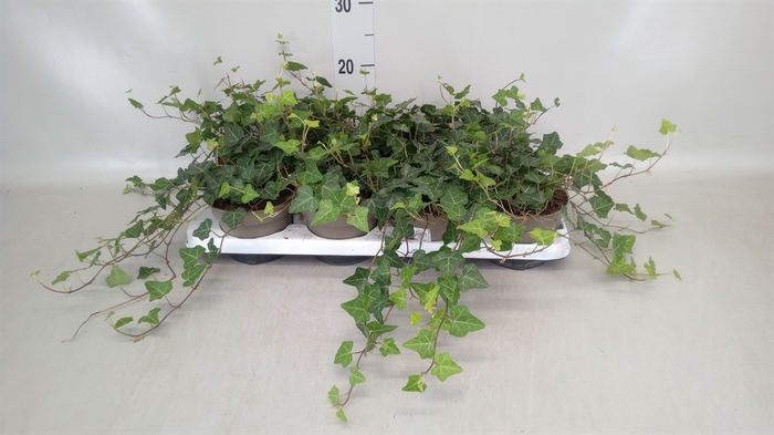 <h4>Hedera hibernica</h4>