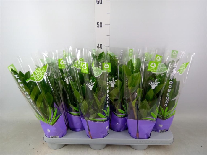 <h4>Zamioculcas zamiifolia</h4>