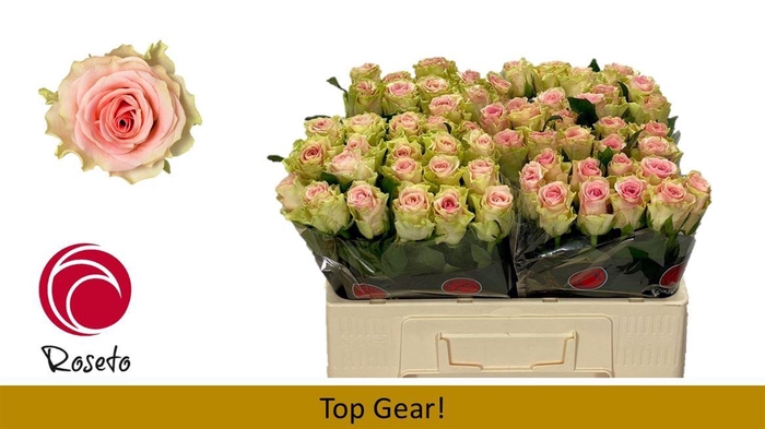 <h4>R Gr Top Gear</h4>