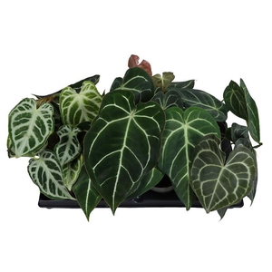 AGLAONEMA COMMUTATUM P12
