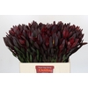 Leucadendron Saf Sunset Dark R.