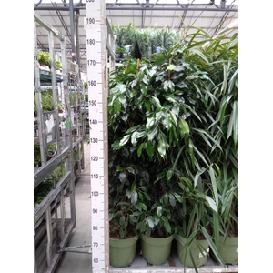 Ficus benja. 'Midnight Lady'