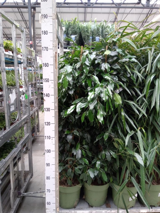 <h4>Ficus benja. 'Midnight Lady'</h4>