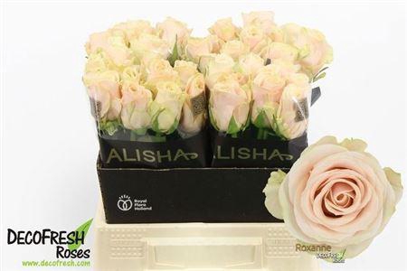 <h4>R Gr Roxanne+</h4>