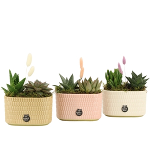 21977: Contradiction arrangement