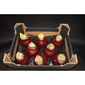 Amaryllis Topl Wijnrood