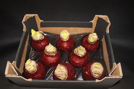 <h4>Amaryllis Topl Wijnrood</h4>