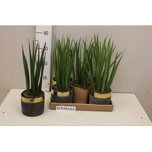 SANSEV CYLINDRICA OV