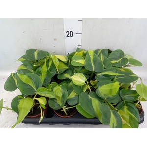 Philodendron scand. 'Brasil'