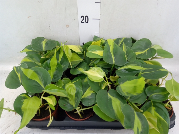 <h4>Philodendron scand. 'Brasil'</h4>