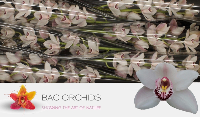 <h4>CYMB T WESTERN ROSE</h4>