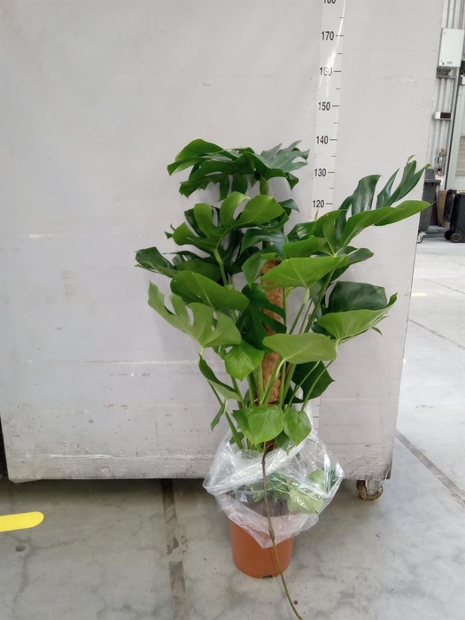 <h4>Monstera delic.</h4>