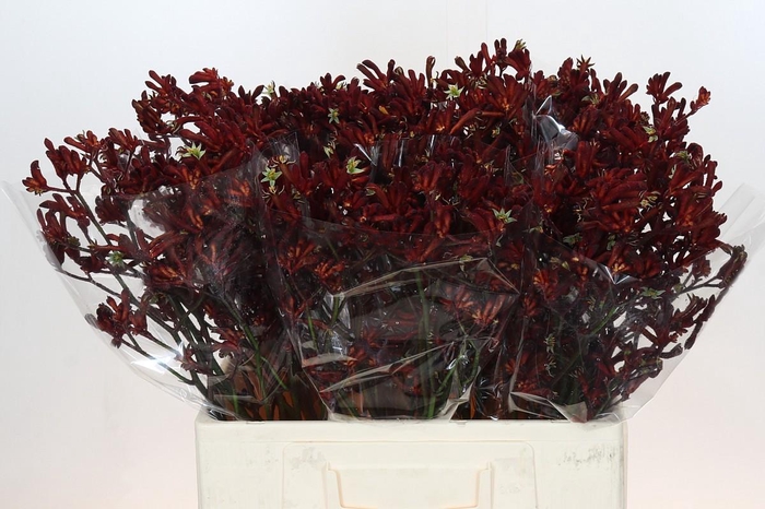 <h4>Anigozanthos Bush Ruby</h4>
