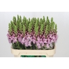 Antirrhinum Potomac Lavender
