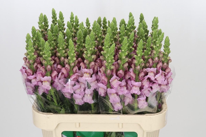<h4>Antirrhinum Potomac Lavender</h4>