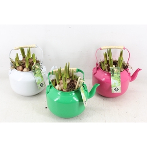 arr4 Muscari JS - Zink theepot colour x8