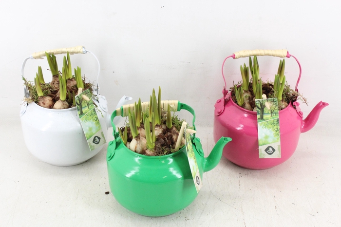 <h4>arr4 Muscari JS - Zink theepot colour x8</h4>