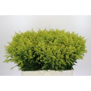 Solidago Tara Gold