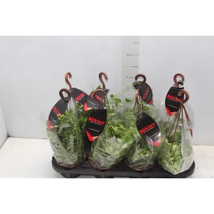 DISCHIDIA C13 VARIADO