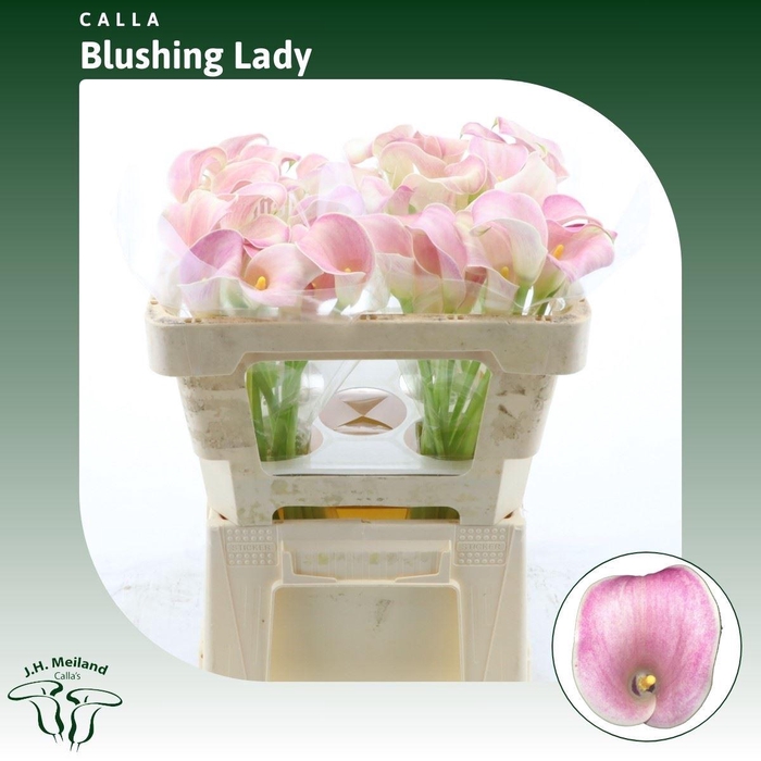 <h4>Calla Blushing Lady</h4>