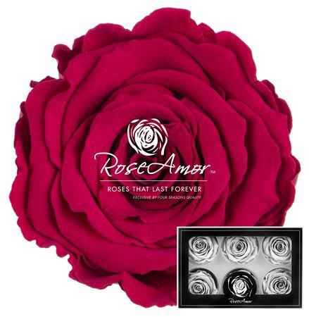 <h4>Lplus Pin05</h4>