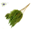 Pampas Grass 70cm 10st/bunch Light Green