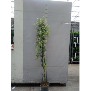 Clematis forst. 'Avalanche'