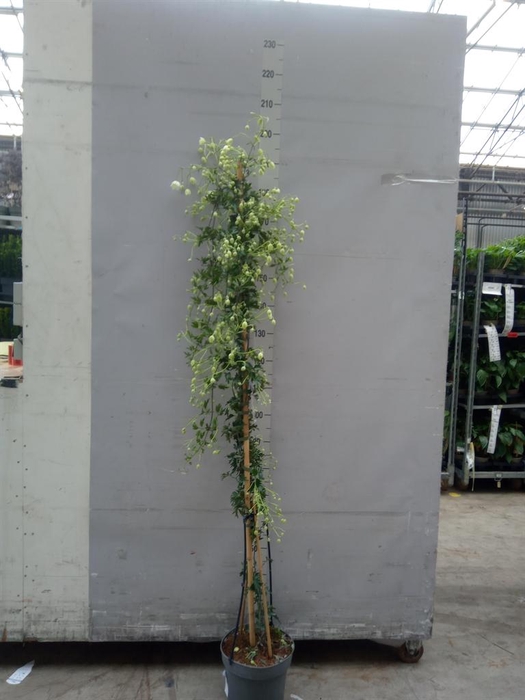 <h4>Clematis forst. 'Avalanche'</h4>