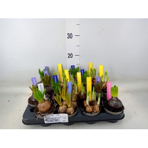Bolbloemen   ...mix